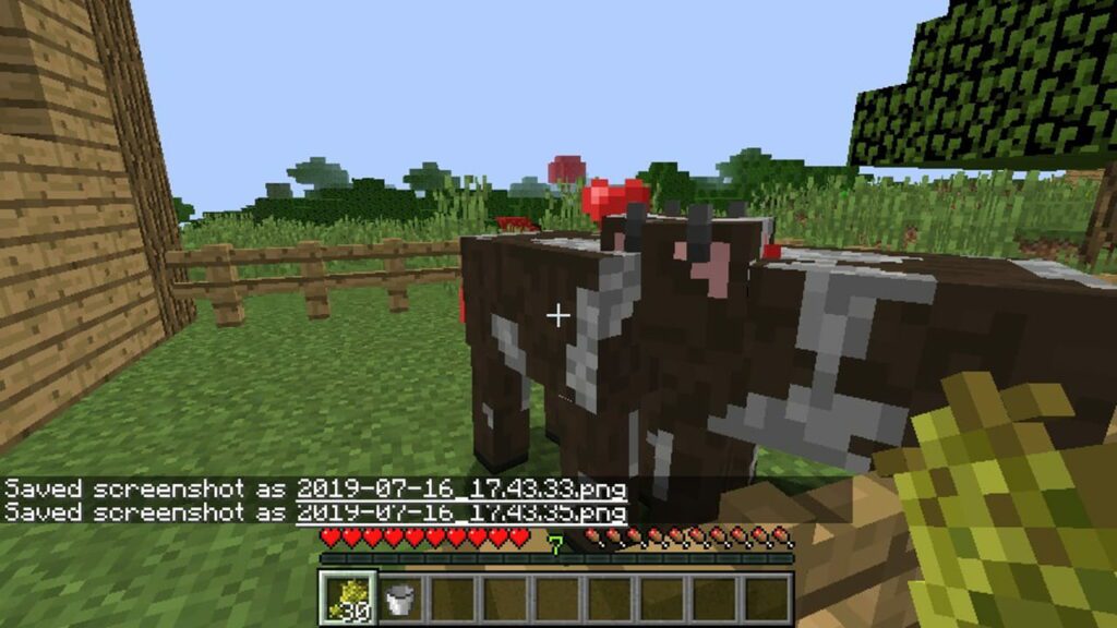 cara mengembangbiakan sapi di minecraft