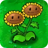 twin sunflower