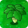 umberella leaf