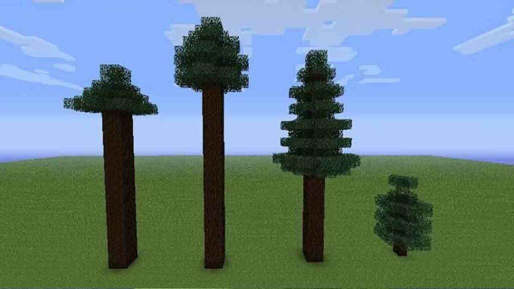spruce wood tree